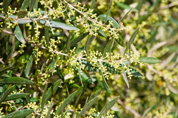 Оливкове дерево в цвітіння — стокове фото