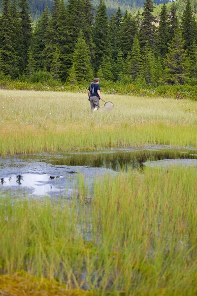 Biologist exploring a bog — Stock Photo, Image