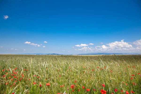 Rumänische Landschaft — Stockfoto