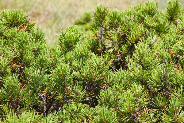Pinus Mugo — Photo