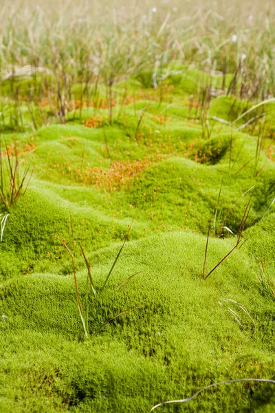 Vegetationen i en mosse — Stockfoto
