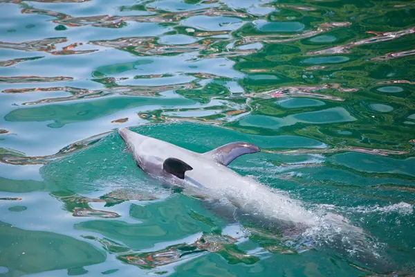 Dolphin doing tricks — Stock Photo, Image
