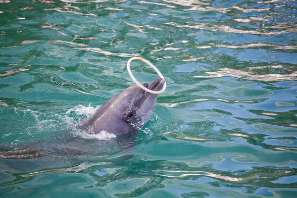 Dolphin melakukan trik — Stok Foto