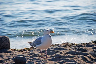 Sea gull kum üzerinde