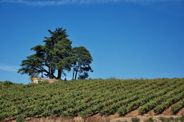 Portugal. vingårdar — Stockfoto