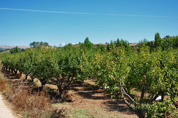 Португалія. Виноградники — стокове фото