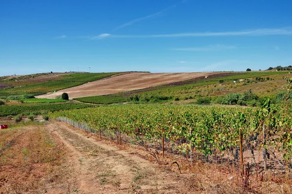 Portugal. Vinhas — Fotografia de Stock