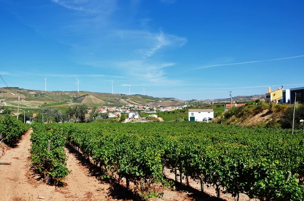 Portekiz. üzüm bağları — Stok fotoğraf