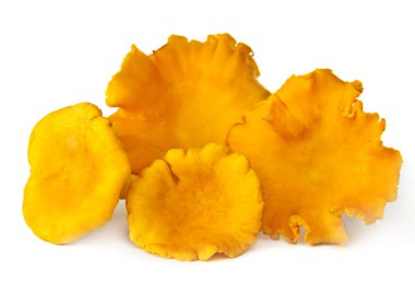 daha fazla chanterelles