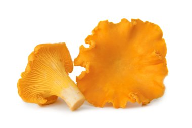 More chanterelles clipart