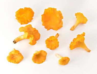 daha fazla chanterelles