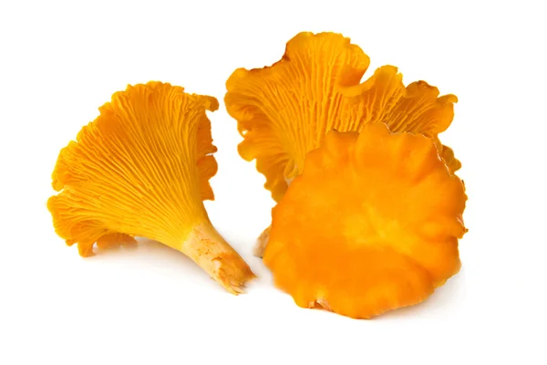 stock image More chanterelles