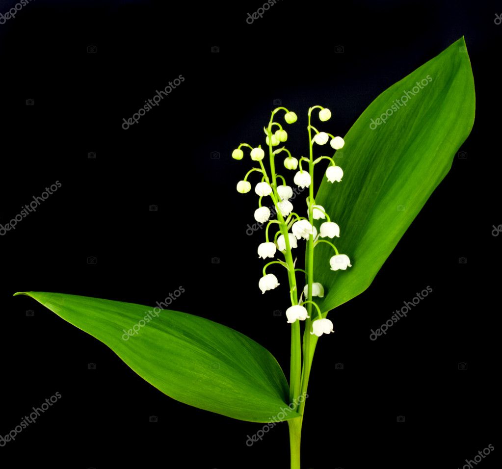 Lily of the valley — Stock Photo © gitusik #3684648