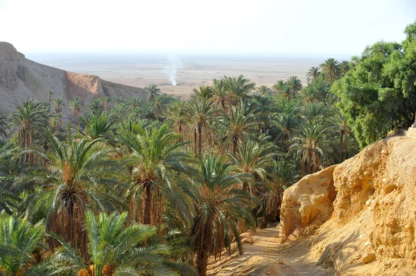 Oasis au Sahara — Photo