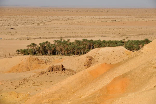 Oasis in Sahara — Stock Photo, Image