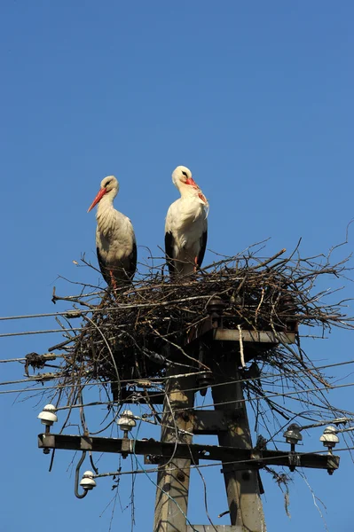 stock image Storks