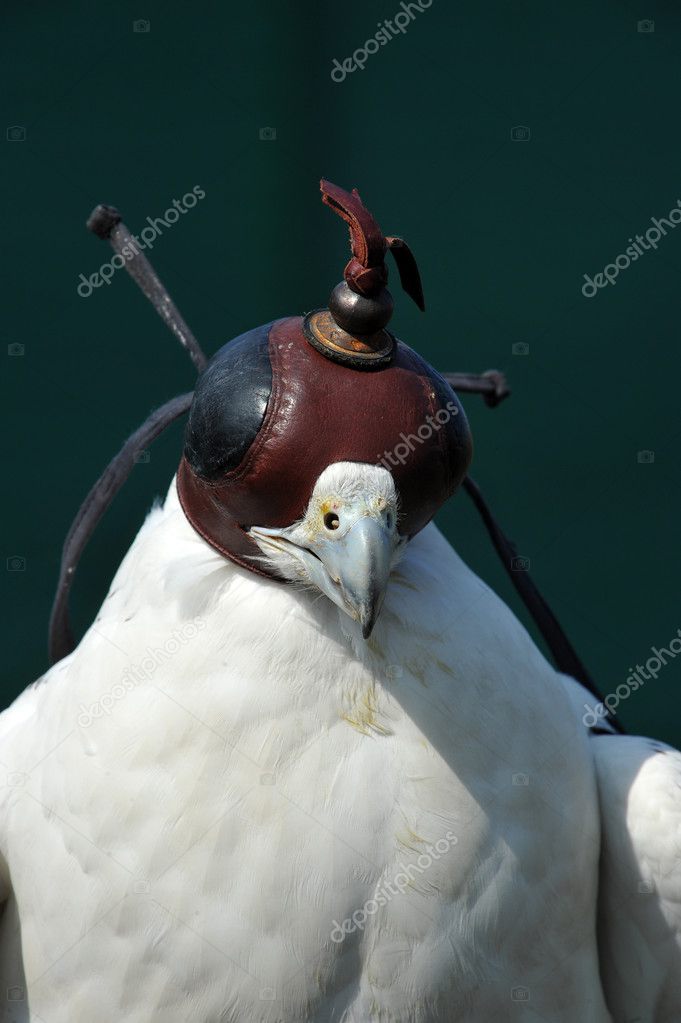 Faucon pèlerin avec masque images libres de droit, photos de