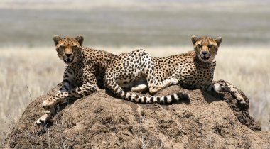 Two cheetahs clipart