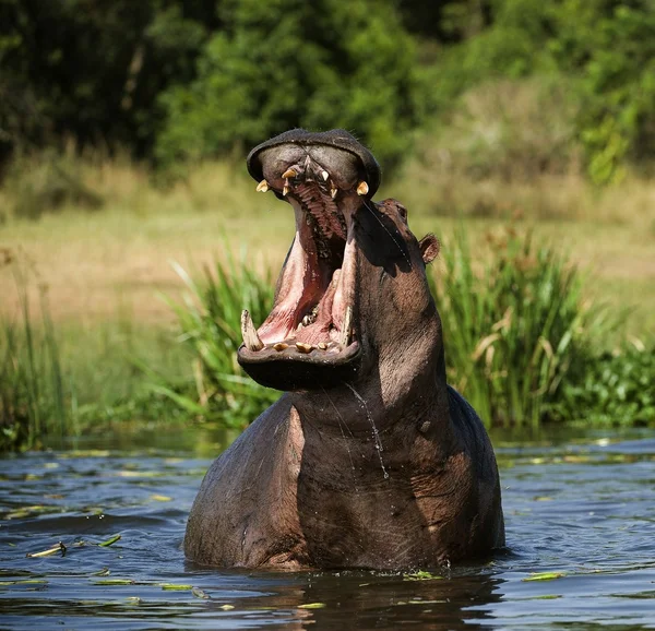Ziewanie hipopotam — Zdjęcie stockowe