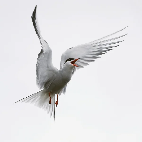 Flit Tern. — Stock Photo, Image
