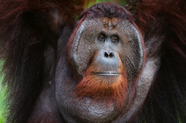 Portrait of Orangutan. clipart