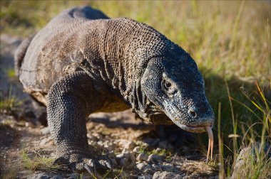 Komodo dragon. clipart