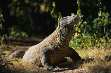 Varanus komodoensis. clipart