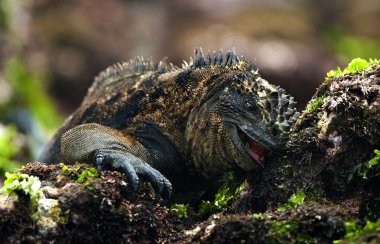 iguana Kahvaltı.