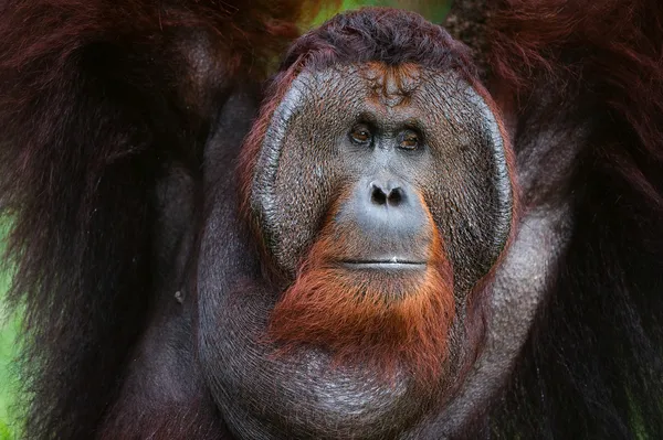 Portrait of Orangutan. — Stock Photo, Image