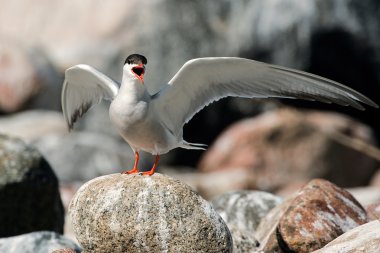Common Tern clipart