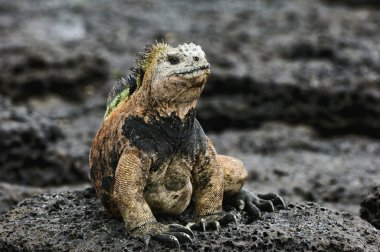 Marine Iguana. clipart