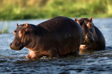 Two hippopotamuses. clipart