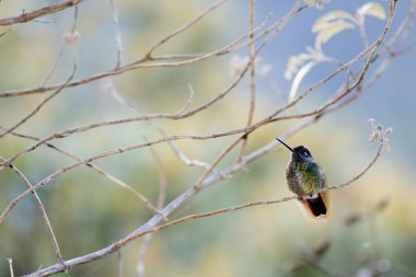 The humming-bird in branches. clipart