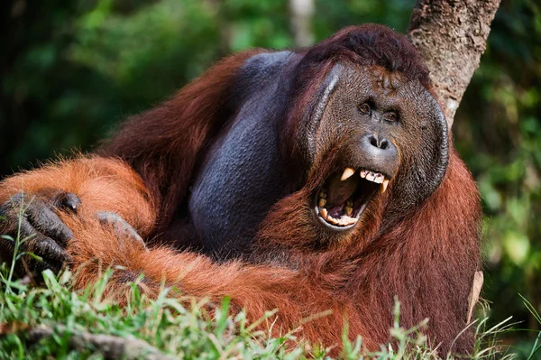 Gähnender Orang-Utan — Stockfoto