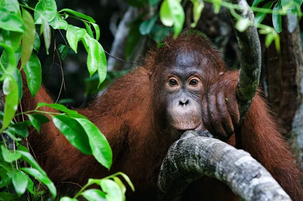 Retrato de um pequeno orangotango — Fotografia de Stock