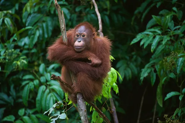 Jovem orangotango na árvore — Fotografia de Stock