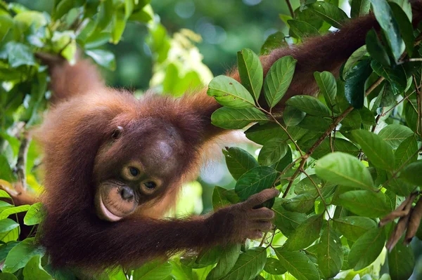 Malý orangutan na stromě. — Stock fotografie