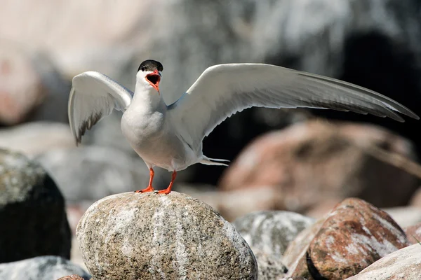 Common Tern — Stock Photo, Image