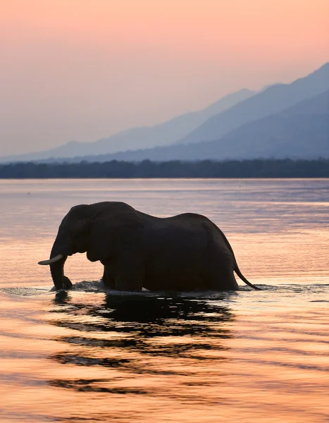 Slon na řece zambezi. — Stock fotografie