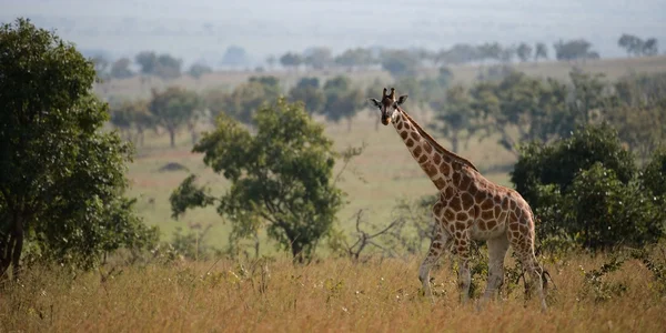 Giraffa . — Foto Stock