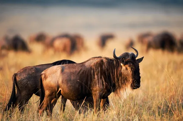 Siyah wildebeest. — Stok fotoğraf