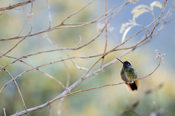 Il colibrì tra rami . — Foto Stock