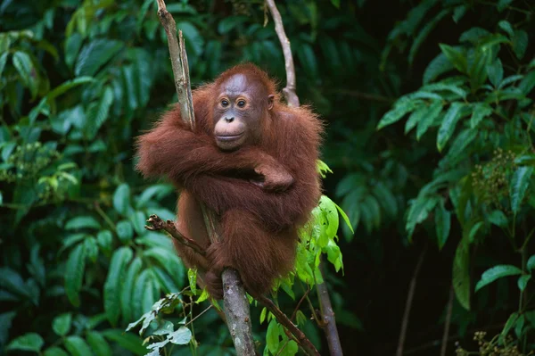 Orangután joven en el árbol Imagen de stock