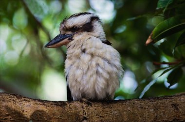 Kookaburra portrait. clipart