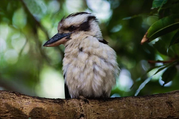 Portrait Kookaburra . — Photo