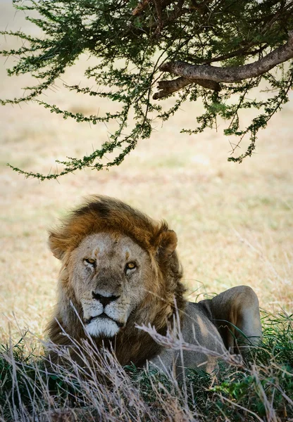 Retrato de um Leão. — Fotografia de Stock