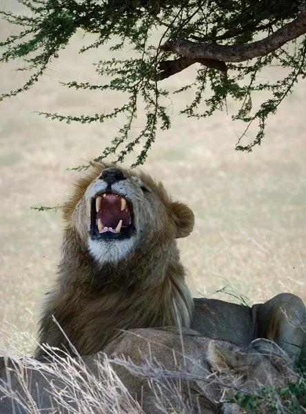 Roar. — Stock Photo, Image