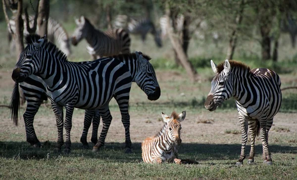 Foal of a zebra with mum. — Stock Photo, Image