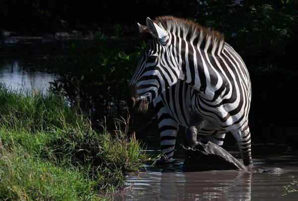 Zebra in water. — Stockfoto