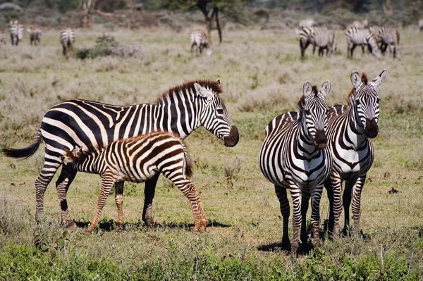 Alimentazione di un puledro di una zebra . — Foto Stock